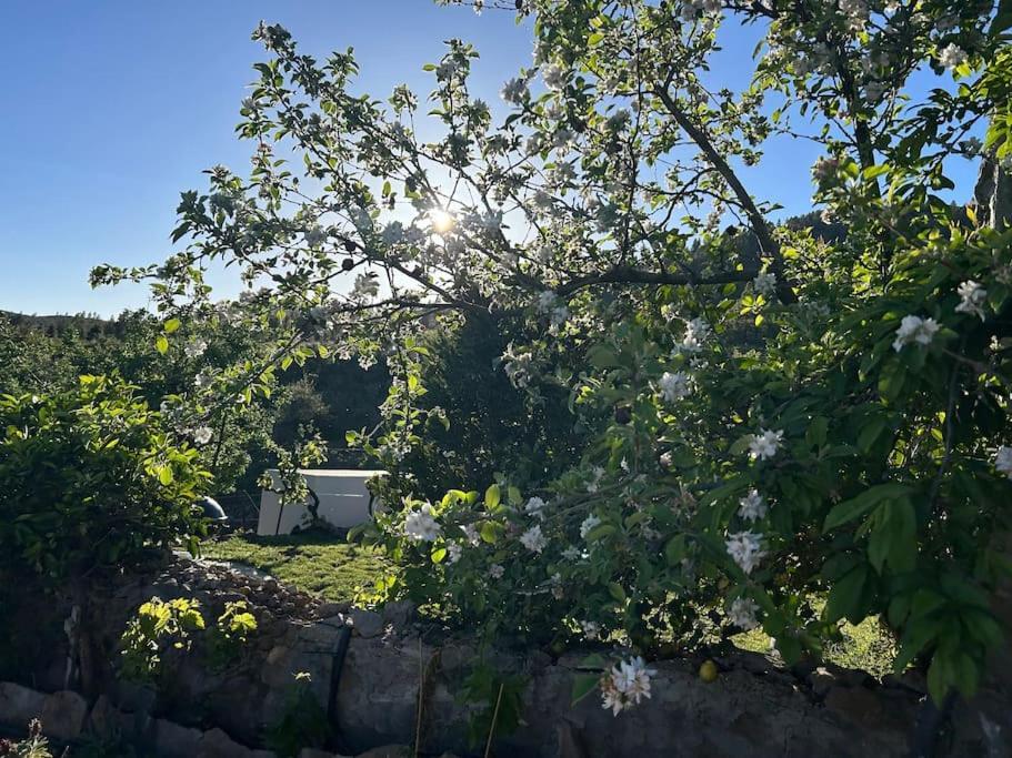 Lilly'S Finca - Romantischter Rueckzugsort - Pool Vilaflor de Chasna Esterno foto